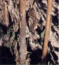 Stem or charcoal rot